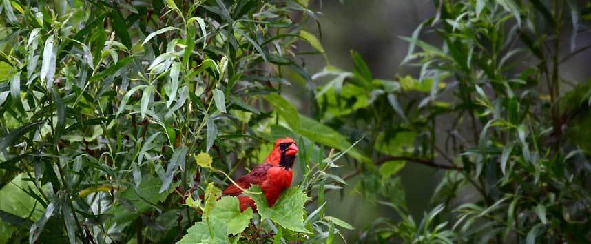  :  : ListingsToGo Flash Service